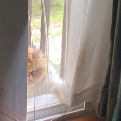 Just look at this sweet Cat using the new clear flap and window insert