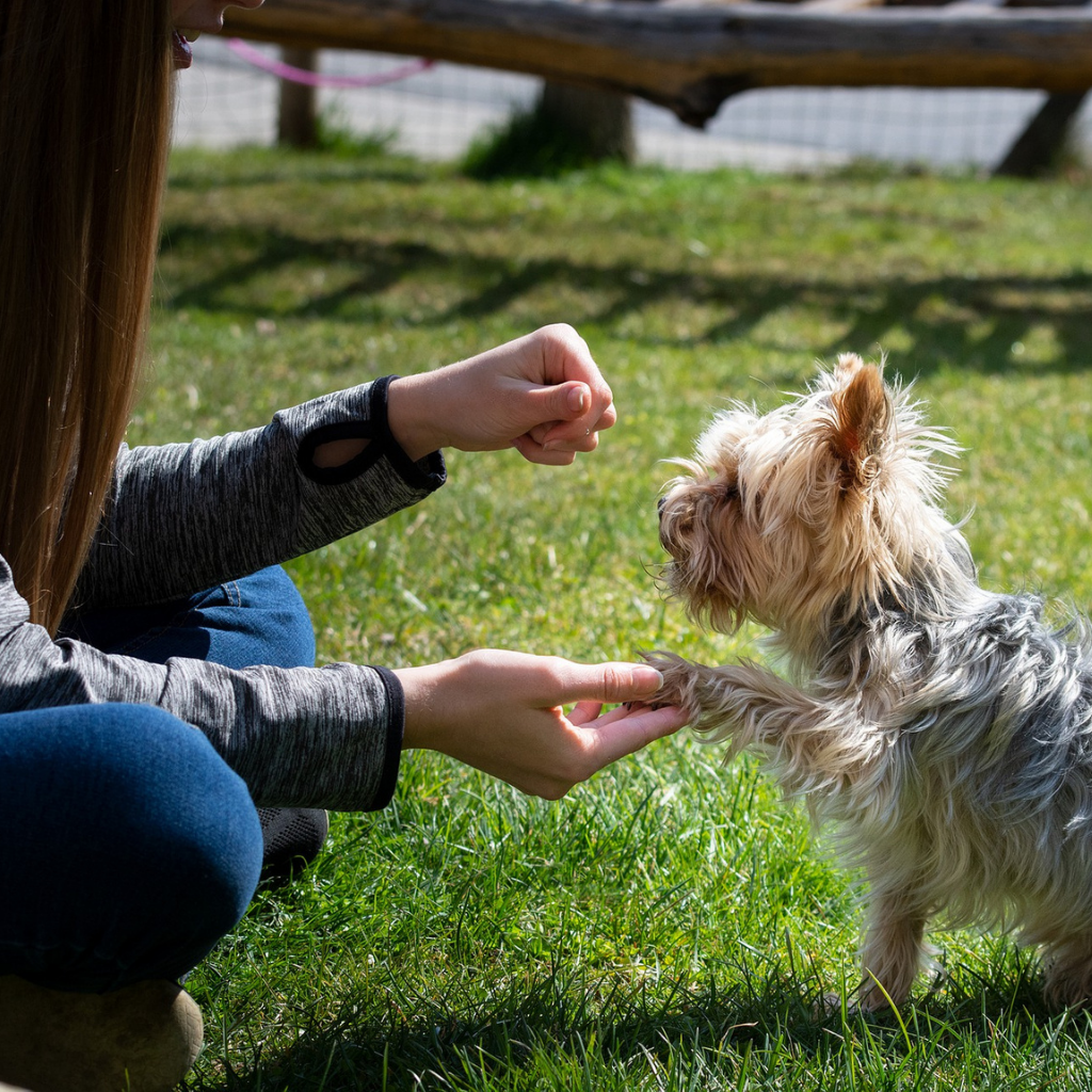 Guide: How To Train Your New Dog